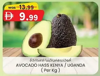 KM trading Hass Avocado Offers